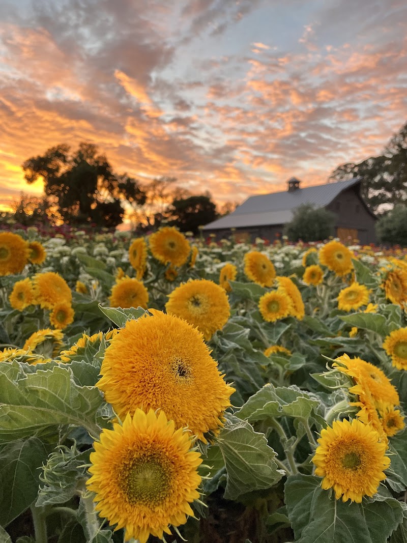Sonoma Grey Barn Farm photo 4