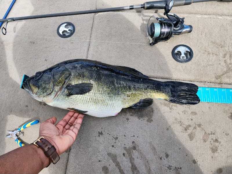 Bass Online Fishing Guides photo 3