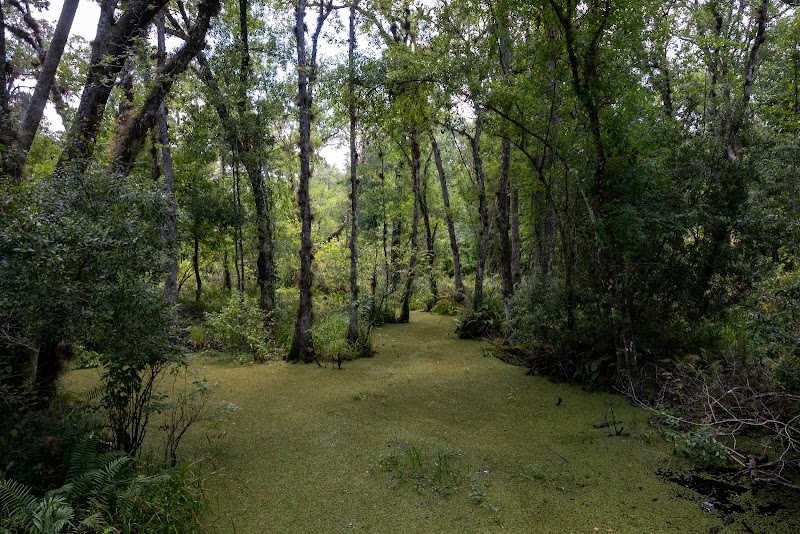 Brooker Creek Buffer Preserve photo 2
