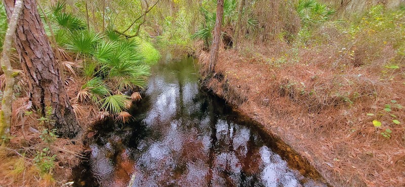 Brooker Creek Buffer Preserve photo 5