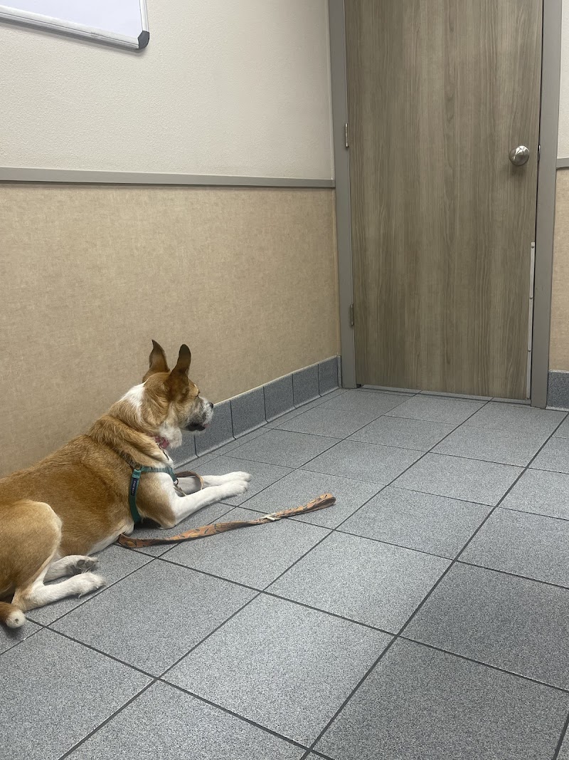 Bloomingdale Animal Hospital photo 2