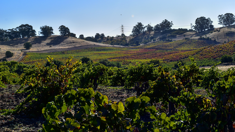 Photo of Viano Winery & Vineyards