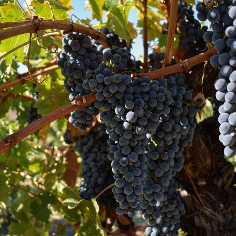 Viano Winery & Vineyards photo 4