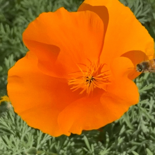 San Carlos Community Garden photo 5