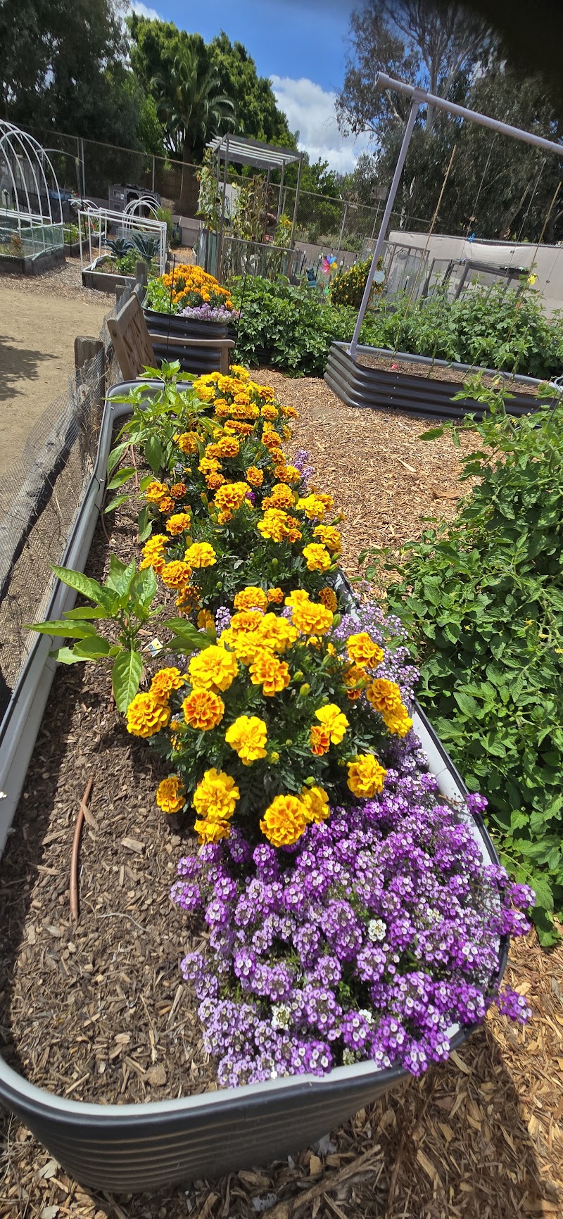 Photo of San Carlos Community Garden