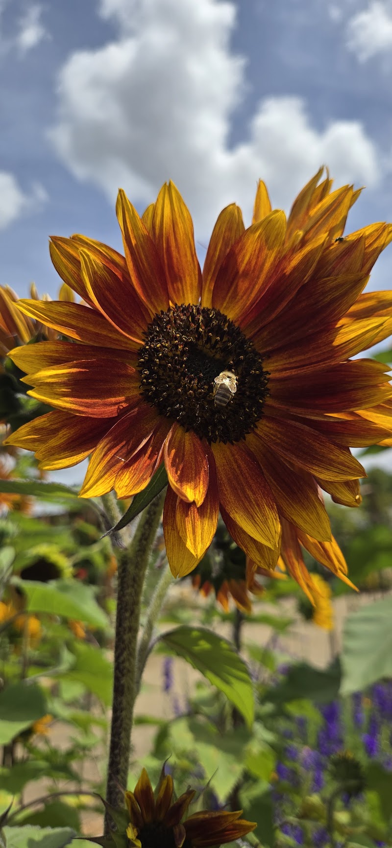 San Carlos Community Garden photo 3