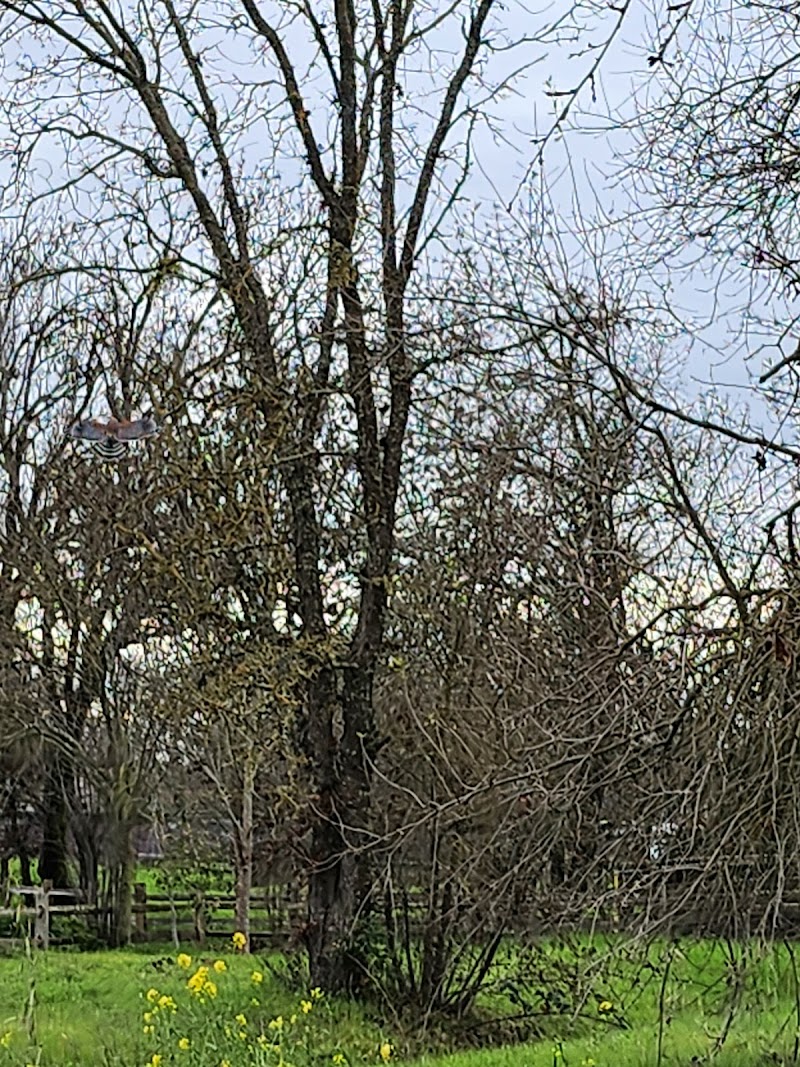 David Smith Memorial Park (Pleasant Oak Park) photo 3