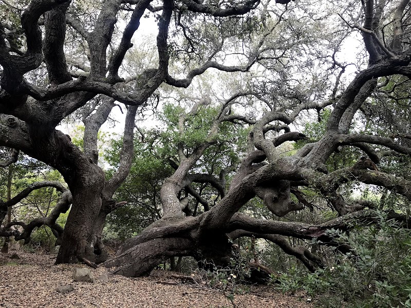 Ring Mountain Preserve photo 2