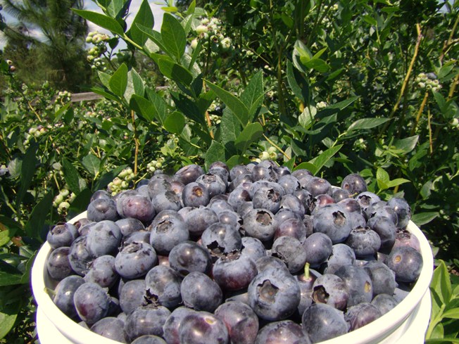 Photo of Heather Oaks Farm