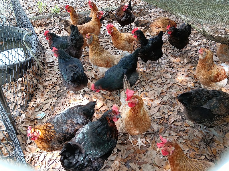 Heather Oaks Farm photo 2