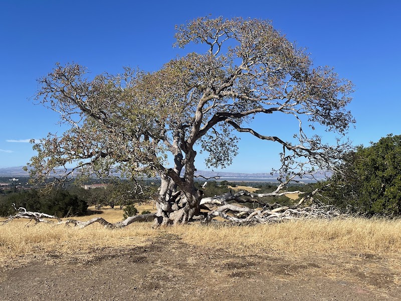 Stanford Dish Parking photo 3
