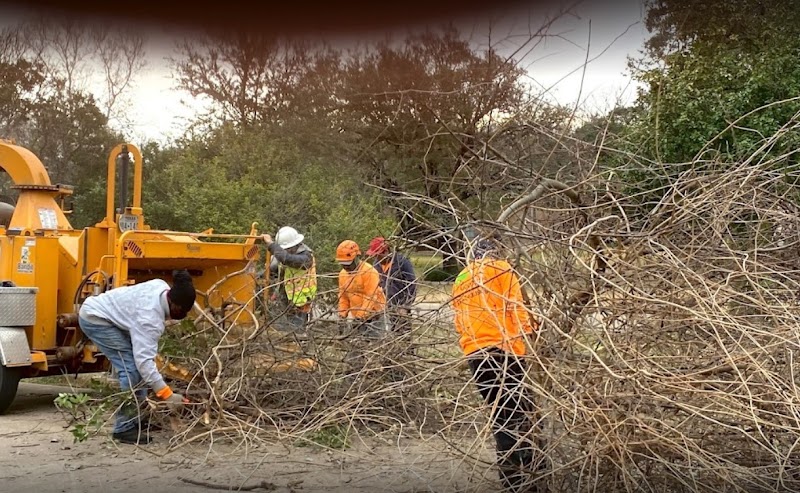 Photo of Los Gat﻿os Tree Ser﻿vice