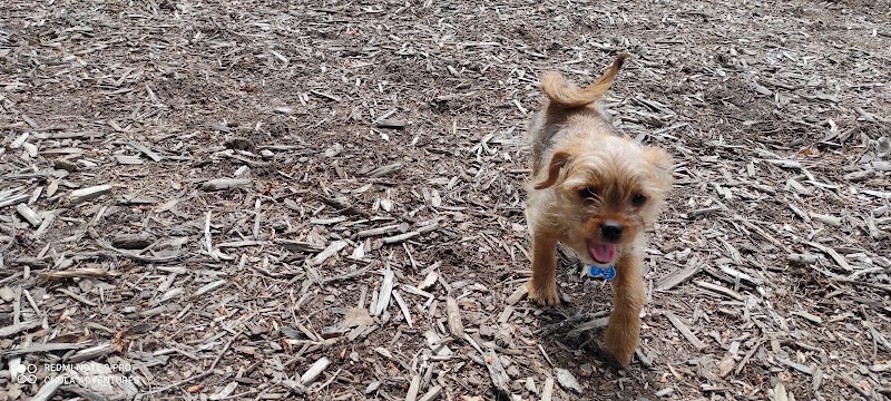 Lake Benson Dog Park photo 4