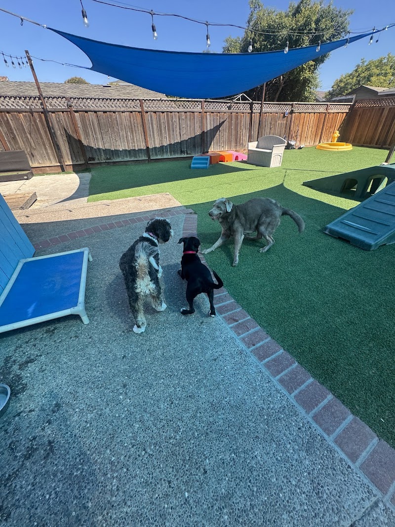 Lucky Buddies Pet Sitting photo 4