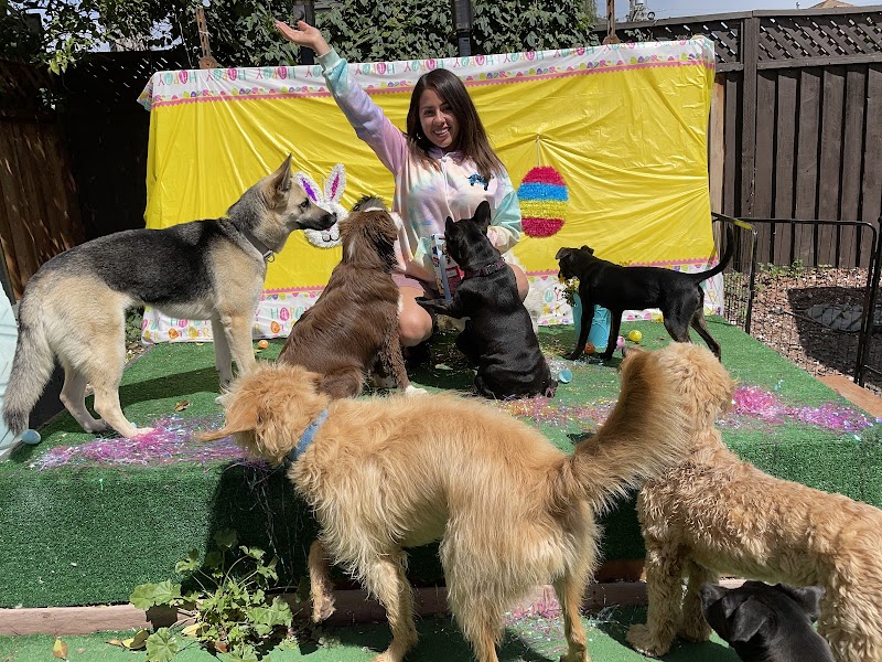 Lucky Buddies Pet Sitting photo 5
