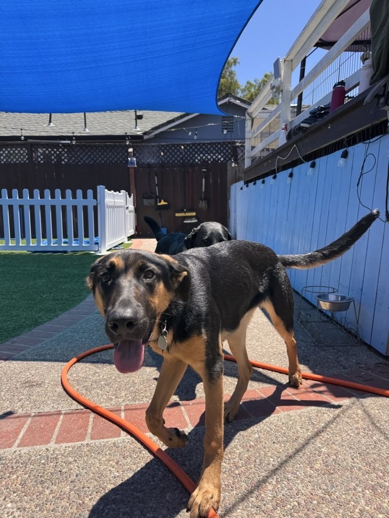 Lucky Buddies Pet Sitting photo 3