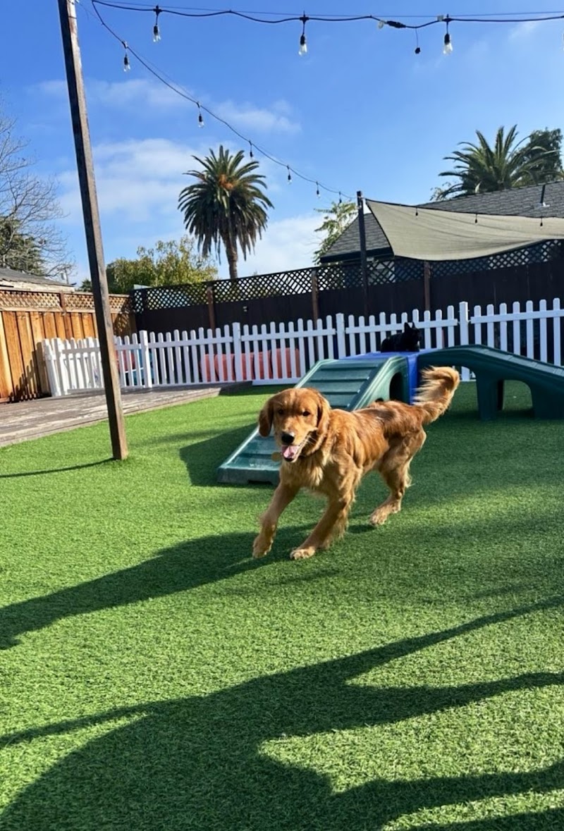 Lucky Buddies Pet Sitting photo 2