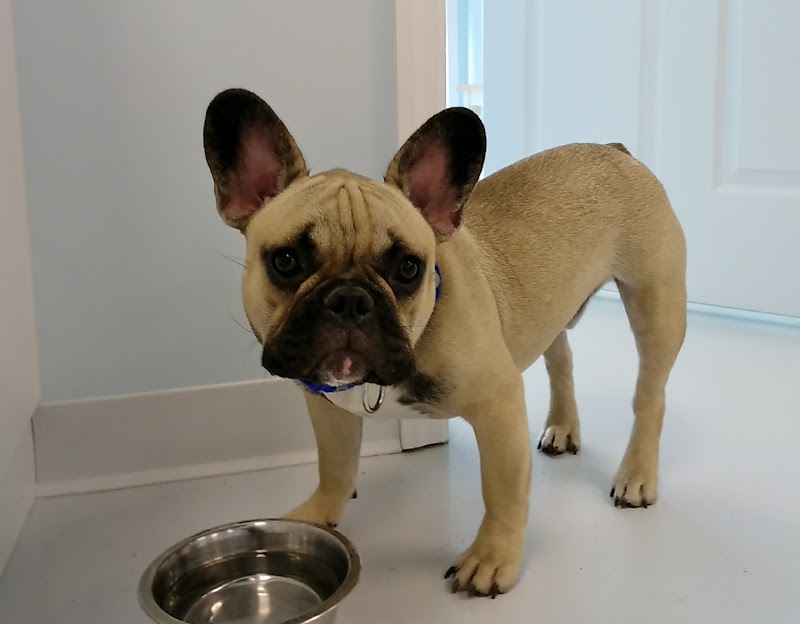 Walk-In Veterinary Care photo 3