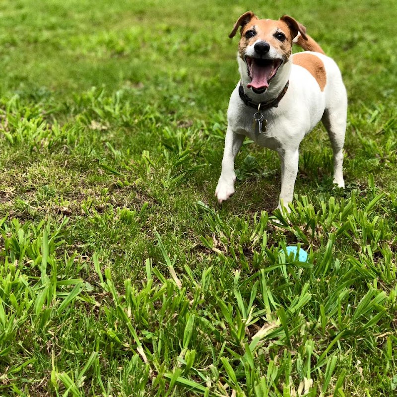 Paws Dog Camp photo 5