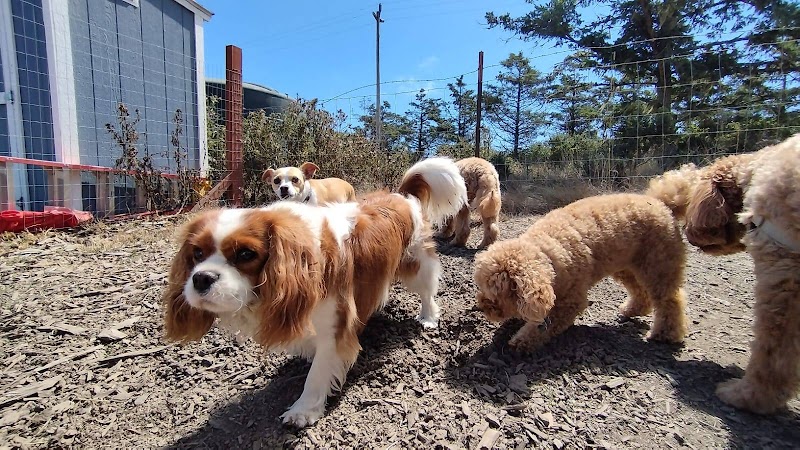 Paws Dog Camp photo 3