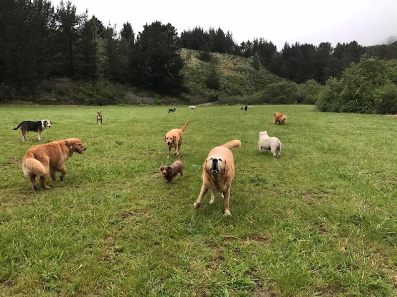 Paws Dog Camp photo 4
