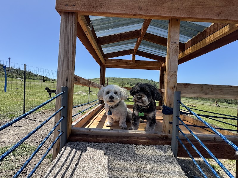 Paws Dog Camp photo 2