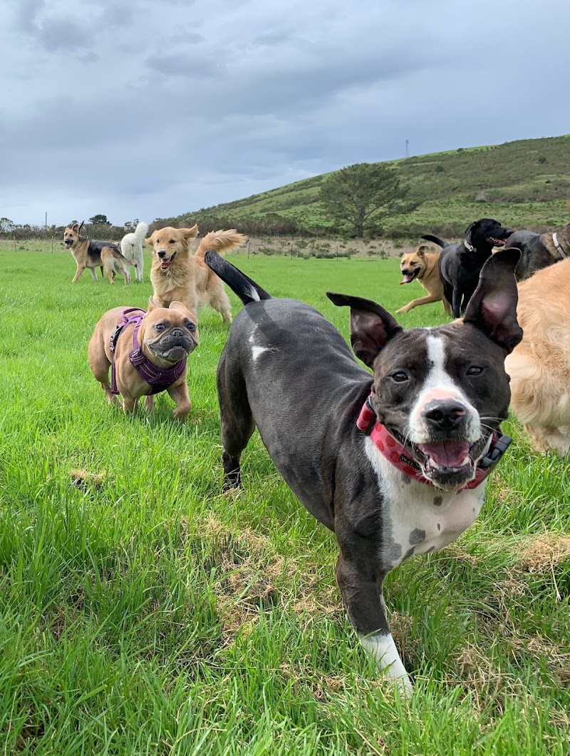 Photo of Paws Dog Camp