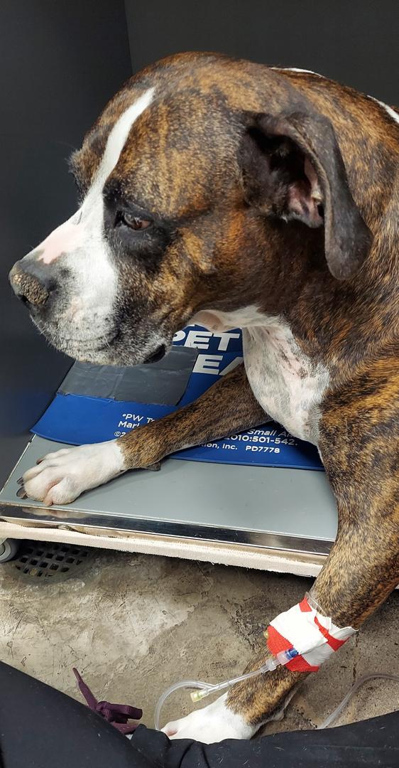 Pet Life Veterinary Clinic photo 3