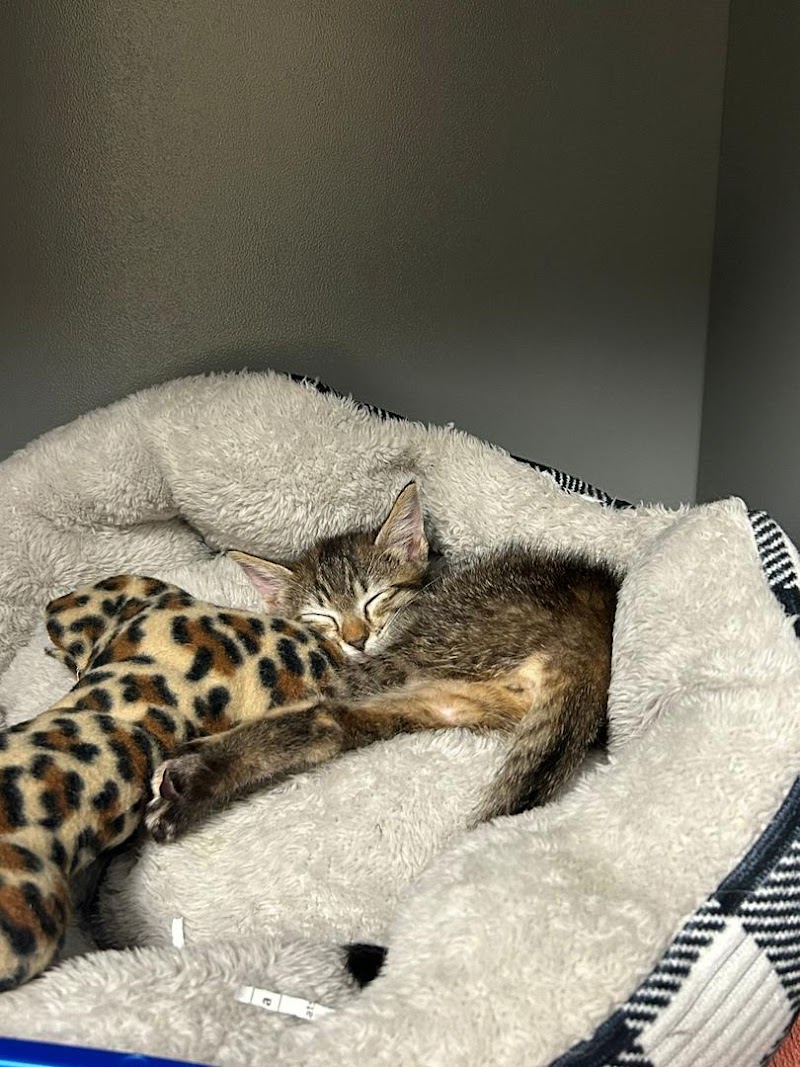 Pet Life Veterinary Clinic photo 2