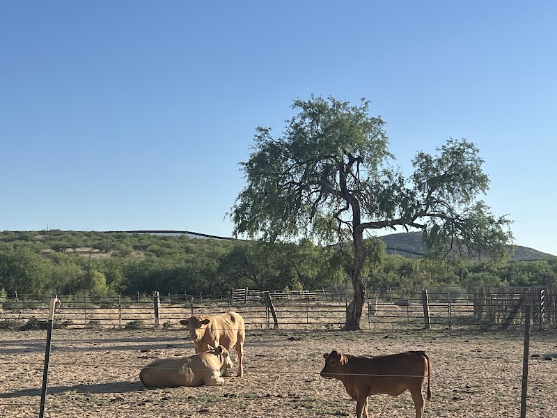 Photo of Rex Veterinary Services
