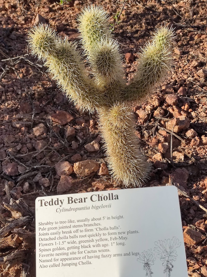 Fountain Hills Desert Botanical Garden photo 4