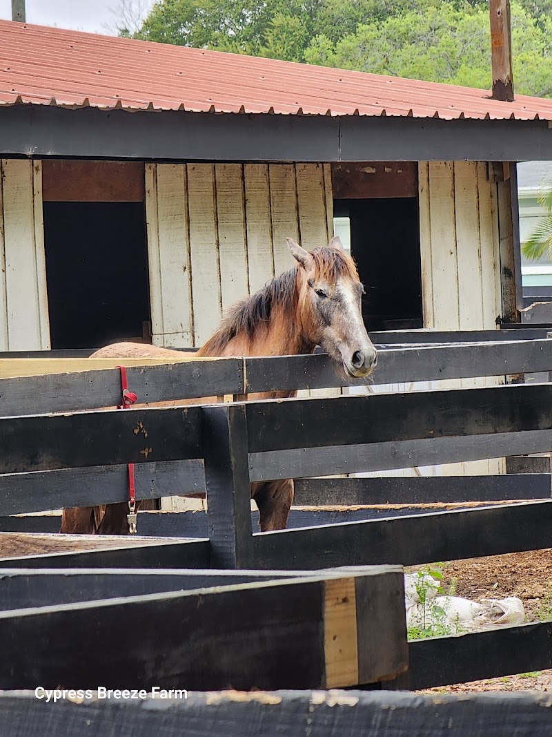 Lone Palm Ranch Florida photo 4