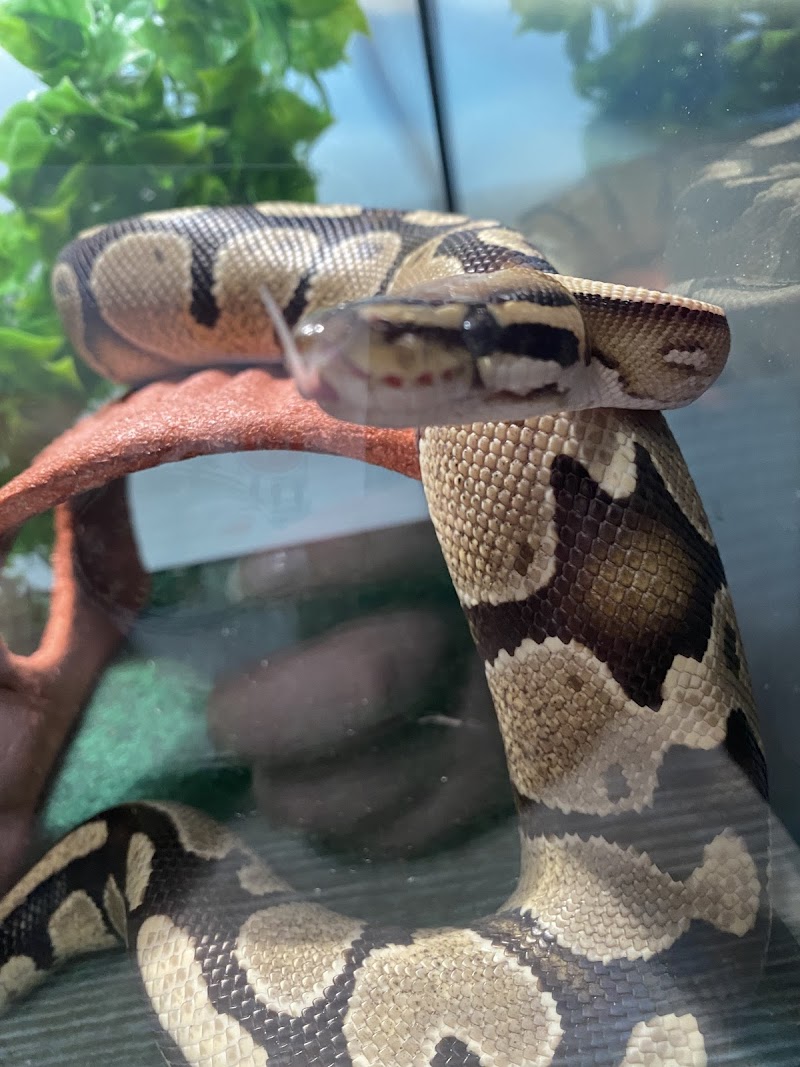 Foster's Exotic Pets photo 4