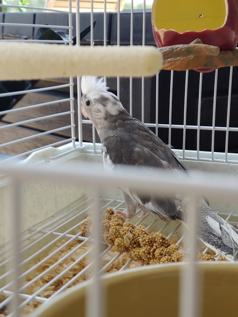 Foster's Exotic Pets photo 3