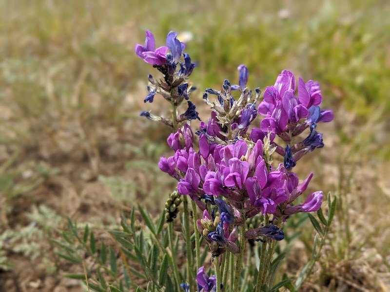 Hart Prairie Preserve photo 5
