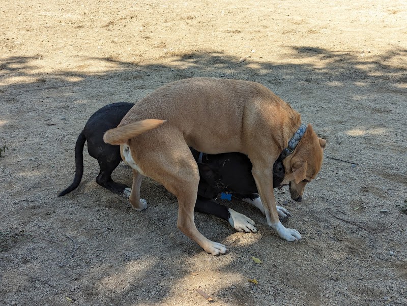 Photo of Dog park