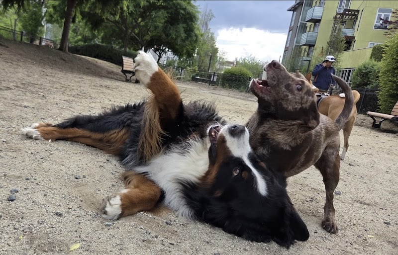 Dog park photo 2