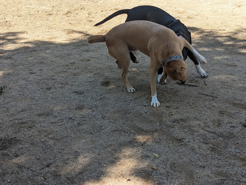Dog park photo 5