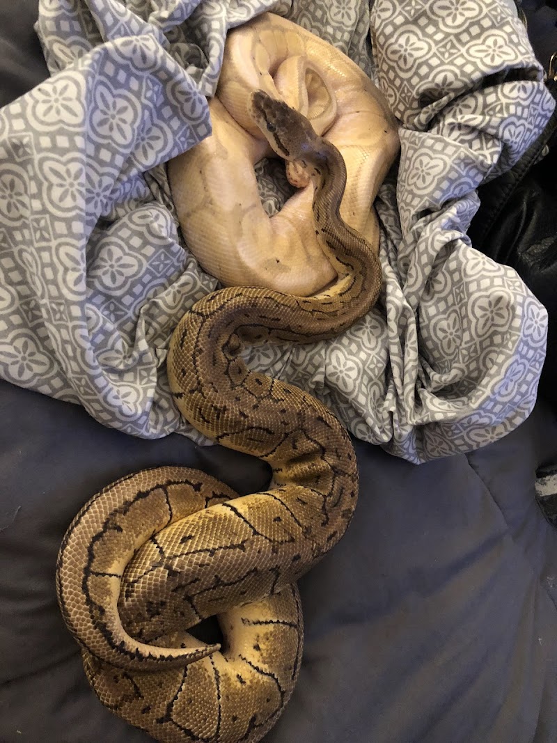 Herp Hobby Shop Reptile Breeding Center photo 5