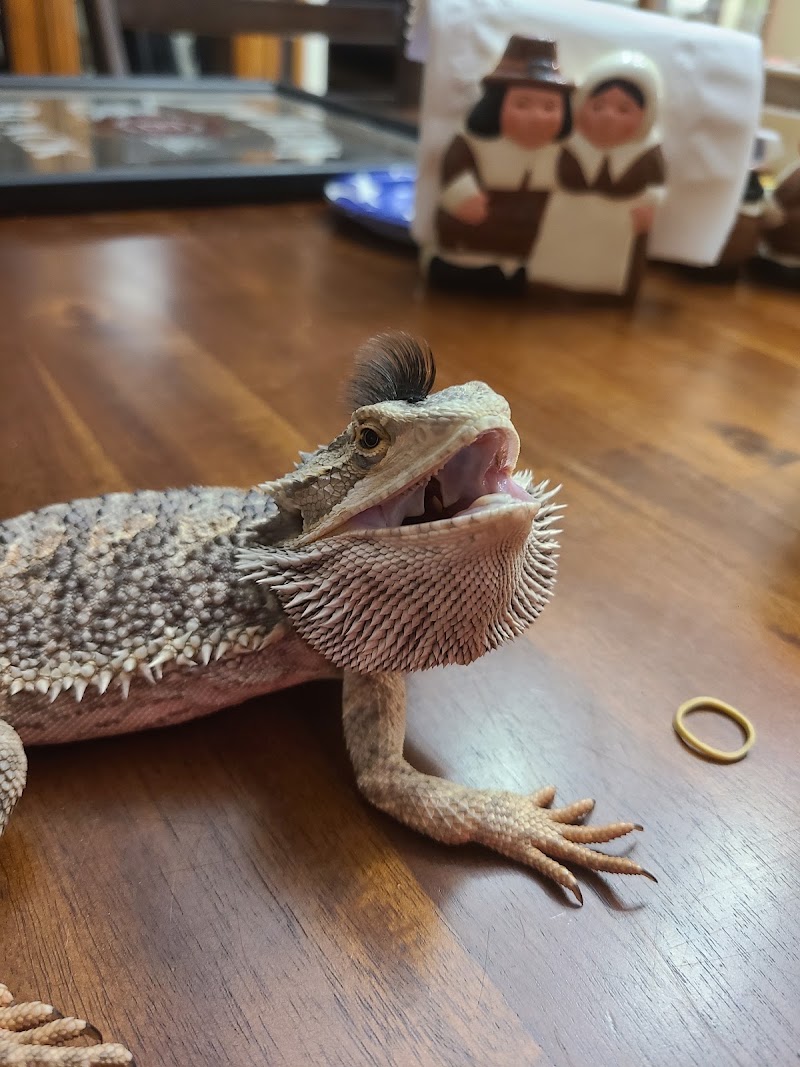 Herp Hobby Shop Reptile Breeding Center photo 3