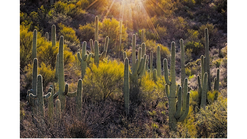 Photo of Colossal Cave Mountain Park