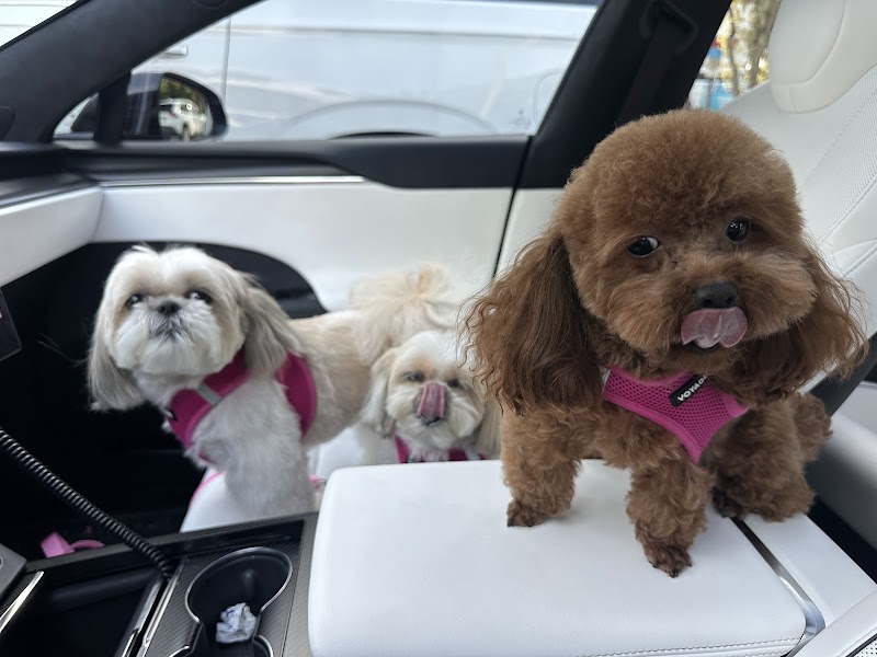 Photo of Adorable Pets By Dena