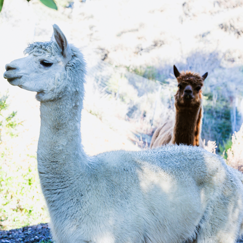 Photo of Sun & Love Farm Playschool
