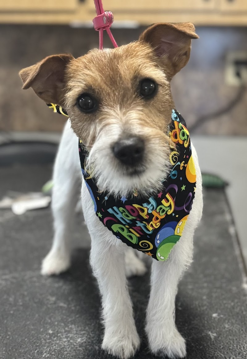 Southshore Pet Grooming photo 5