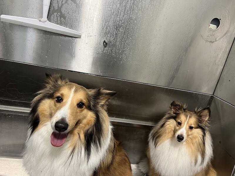 Southshore Pet Grooming photo 2
