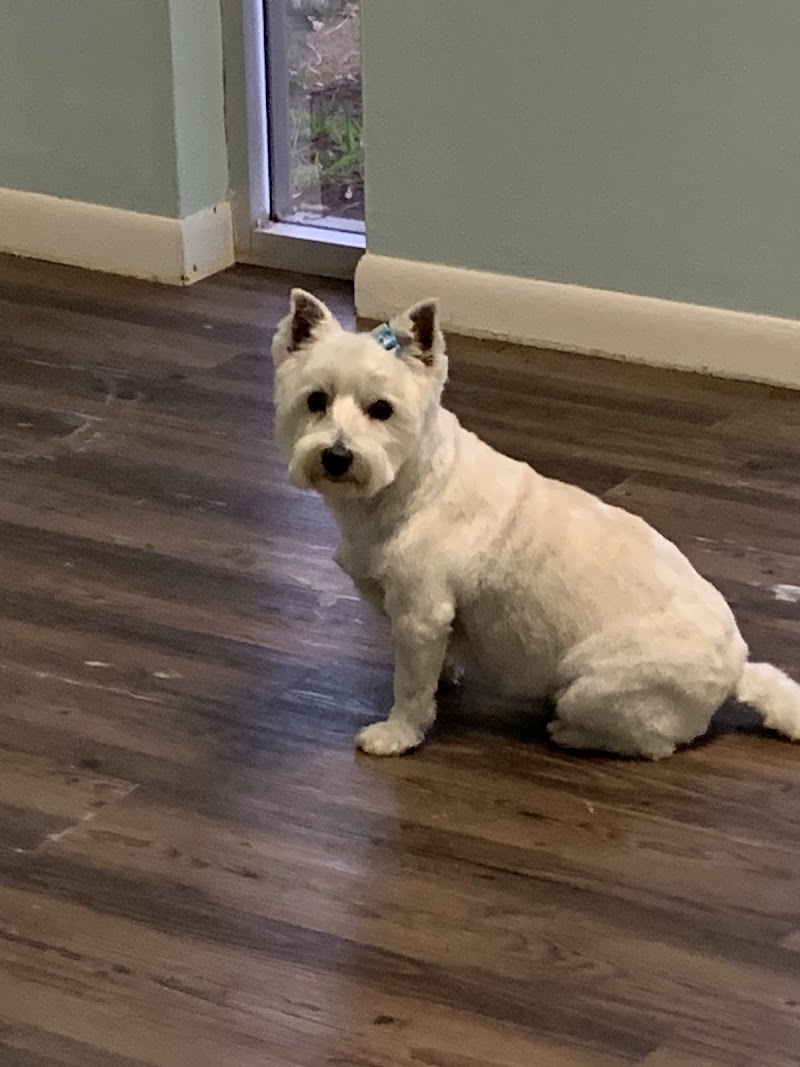 Southshore Pet Grooming photo 4