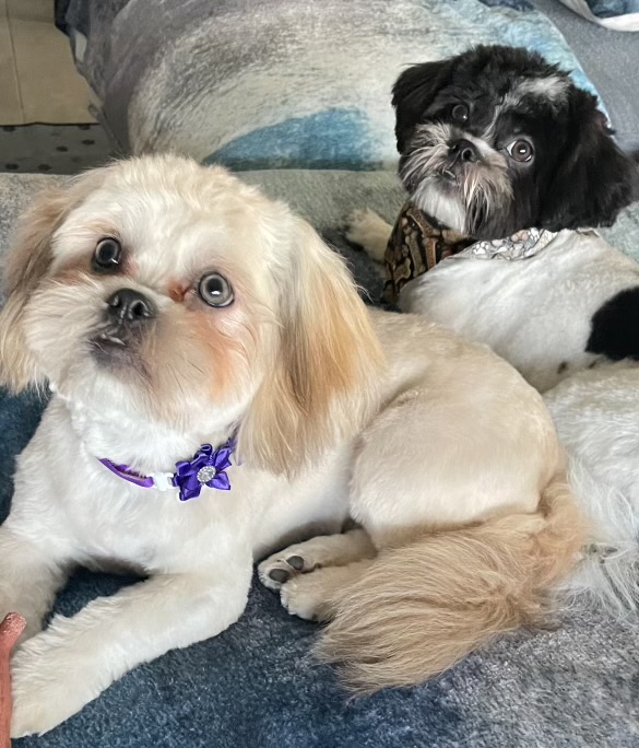 Photo of Southshore Pet Grooming