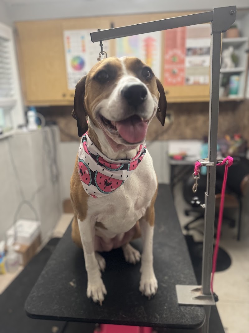 Southshore Pet Grooming photo 3