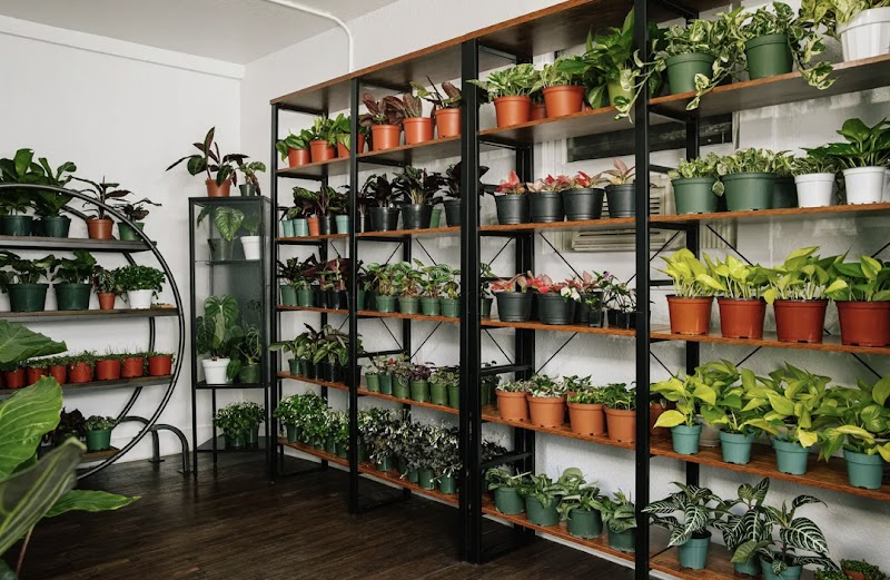 Aquarian Plants photo 3