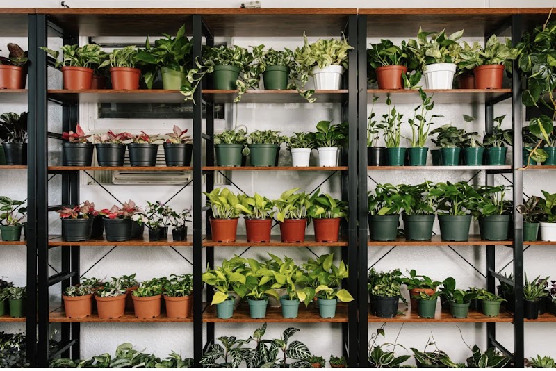 Aquarian Plants photo 5